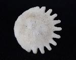 Heliophora orbicularis AGASSIZ 1840 - Bild © FossNet FossilienStore